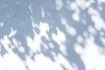 Natural tree leaves shadow on white wall background