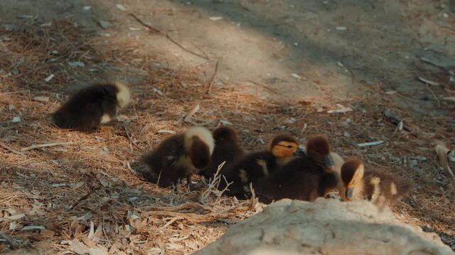 Cute duckling by a lake (slow-motion video x100)