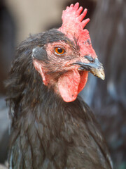 Portrait of a black chicken on a farm