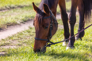 A horse eats green grass in a field