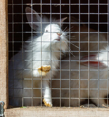 Rabbits are sitting in a cage on a farm