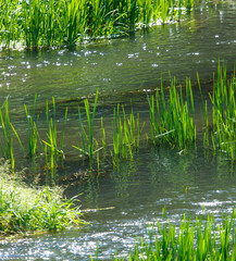 Green reeds grow on the river in summer