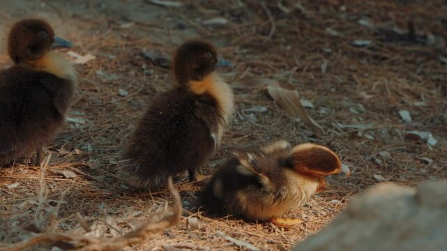 Cute duckling by a lake (slow-motion video x100)