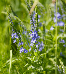 Small blue flowers in nature in the summer in the steppe