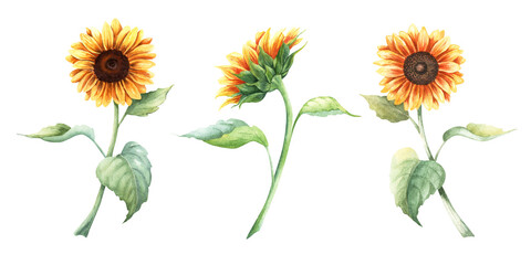 A set of yellow sunflowers, vibrant large annual forb plant. Hand drawn botanical watercolor illustration isolated on white background. For clip art cards menu label package