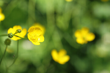 wild yellow flower