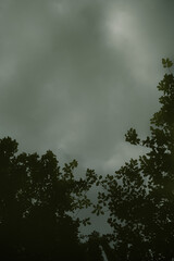 Naklejka premium tree reflected in water