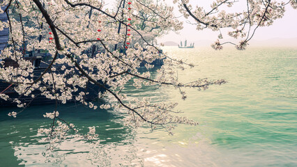 sakura tree on the beach