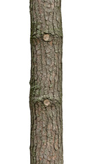 Close up of a tree trunk isolated on a transparent background, perfect for various design, editing, and nature related projects
