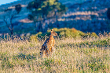 Eastern Grey Kangaroo in a paddock in the late afternoon sun