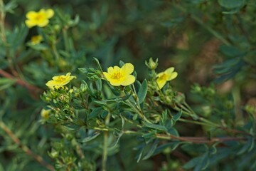 Closeup of dasiphora fruticosa  `månelys` is a species of hardy deciduous flowering shrub.