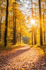 Obraz premium Golden sunlight filters through autumn trees along a tranquil forest path at sunset
