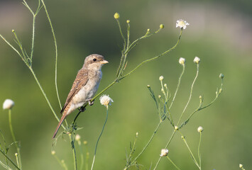 Red-backed shrike, Lanius collurio. A young bird sits on the stem of a plant in a meadow