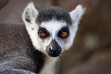 The face of the ring-tailed lemur