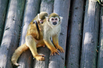 squirrel  monkey on a tree