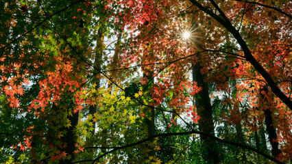 autumn leaves in the forest