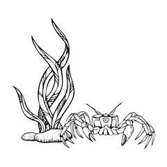 Sea crab with long seaweed and seabed rocks black and white vector graphic illustration. Monochrome line underwater nature. Sea bottom ink sketch for marine and nautical designs