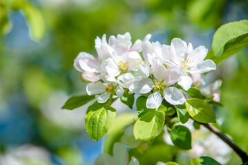 Flowering branch of pear in the garden in spring
