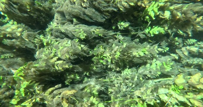 Underwater Kelp Forest in Blue eye river, Albania. Green Seaweed leaves in Turquoise and green water scenic aerial view in Muzine, Finiq, Albania, Europe.