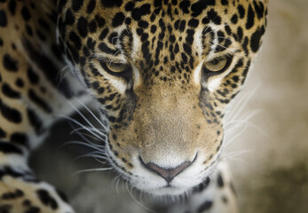 Obraz premium close up portrait of a leopard