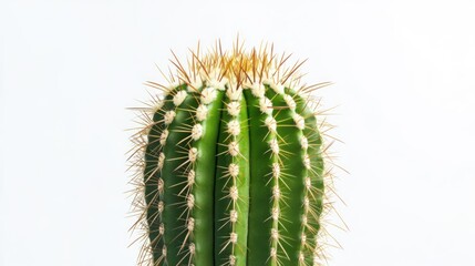 Obraz premium Close-up of a Green Cactus with Sharp Spines