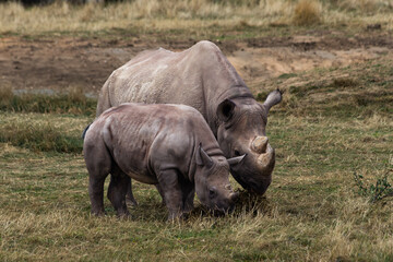 Obraz premium Young Rhinoceros and Mother Grazing Together