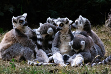 Cute ring tailed lemur family huddled together while they rest. 