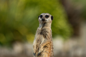 Alert Meerkat Standing Tall with a Soft, Blurred Background