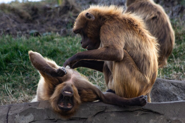 Playful Monkey Smiling While Lounging on Its Back