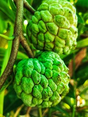 Fototapeta premium Custard apple fruits on a tree