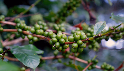 Close up Green seed berries harvest arabica coffee garden. Green coffee bean berry plant fresh raw seed coffee tree growth in eco organic farm. Fresh coffee bean green leaf bush ecology berry plant