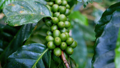 Close up Green seed berries harvest arabica coffee garden. Green coffee bean berry plant fresh raw seed coffee tree growth in eco organic farm. Fresh coffee bean green leaf bush ecology berry plant