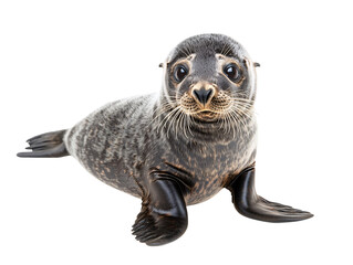 Fototapeta premium a seal on a white background