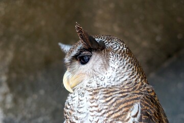 Barred eagle owl (Bubo sumatranus) locally known as beluk jampuk or malay eagle owl