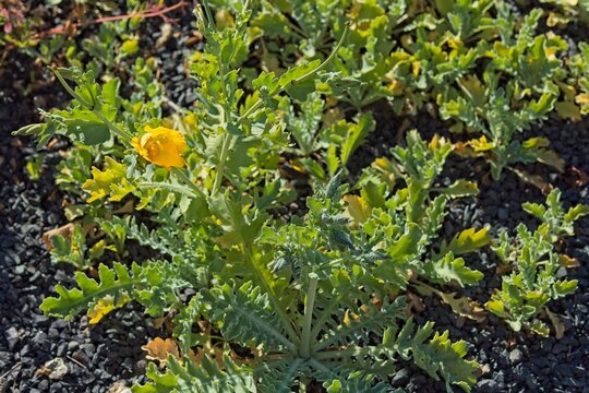 Closeup of glaucium flavum, the yellow horned poppy, yellow hornpoppy or sea poppy, is a summer flowering plant in the family papveraceae.