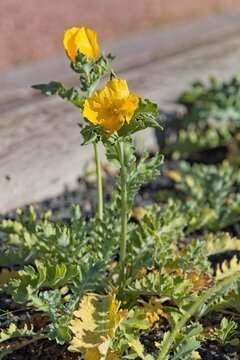 Closeup of glaucium flavum, the yellow horned poppy, yellow hornpoppy or sea poppy, is a summer flowering plant in the family papveraceae.