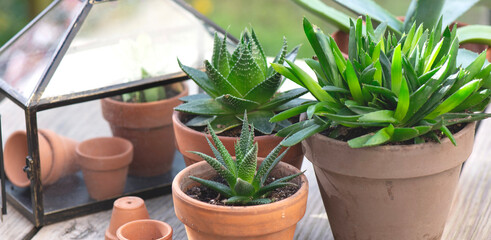 different suculent plants in flower pots with a mini greenhouse on wooden table