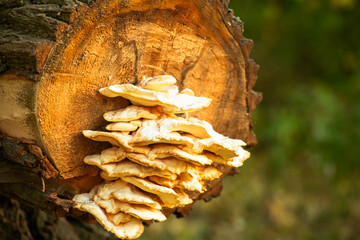 grzyb, grzyb, drzew, charakter, grzyb, bory, jesienią, jedzenie, grzyb, braun, drewna, roślin, kora, makro, drewna, muchomor, flora, opad, czapka, giczoł, naturalny, dzika, jadalne, bagażnik, 