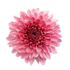 Bright pink flower showcasing delicate petals against a neutral background, highlighting spring's vibrant beauty and natural elegance