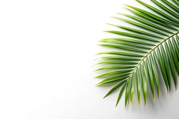 Fototapeta premium Wide-Angle Palm branch on corner border isolated on white background