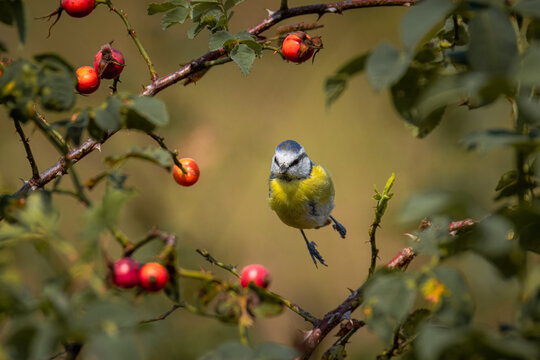 Eurasian blue tit jumped up from the branch of a rose hip.