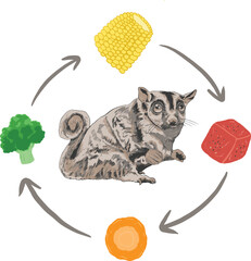 Sugar glider and food cartoon cute illustration