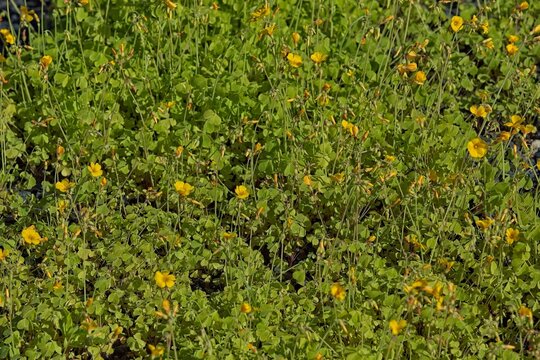Closeup of oxalis valdiviensis, the Chilean yellow-sorrel, is a species of flowering plant in the family oxalidaceae.