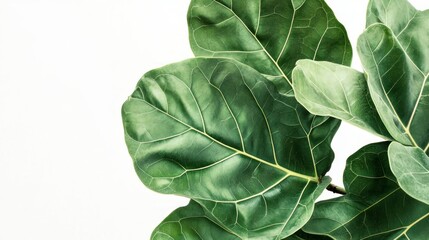 Close-up of Lush Green Fiddle Leaf Fig Leaves Against a White Background