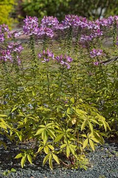 Closeup of tarenaya hassleriana, also known as spider flower, is a species of flowering plant in the cleomaceae family.