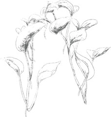 Piper betle plant botanical pencil sketch illustration