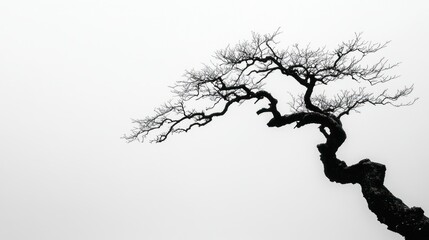 Silhouette of a Bare Tree Branch Against a Cloudy Sky