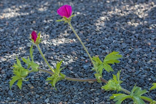 Closeup of Callishoe involuerata also known as purple poppy-mallow, winecup and buffalo rose, which is a species of flowering plant in the mallow family.