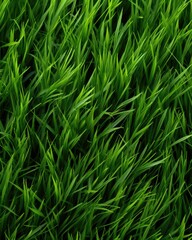 Fototapeta premium Lush green grass meadow close-up texture flat lay background