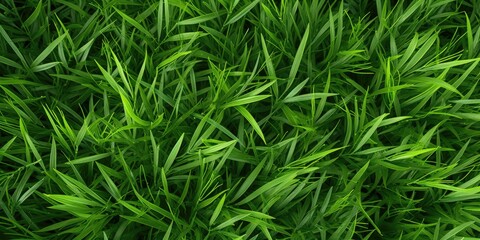 Lush green grass meadow close-up texture flat lay background